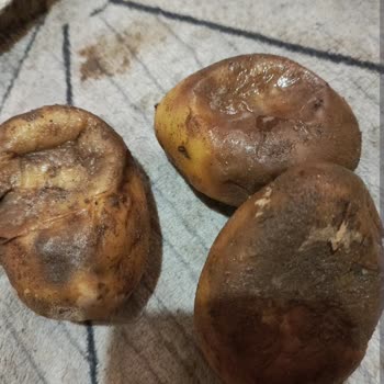 Aldığım Sebzeler Çürük Çıktı, Değişim Talebime Dönüş Yapılmadı