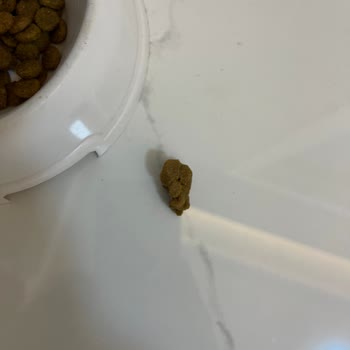 Kedi Mamasında Hatalı Parçalar: Değişim Talebim Var