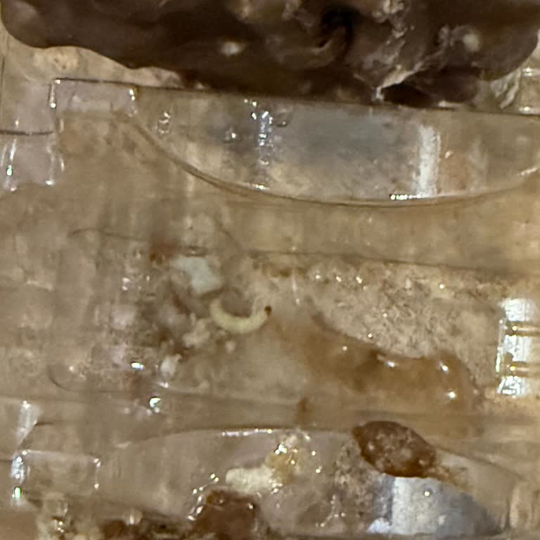 Aldığım Gofrette Canlı Kurt Şoku!