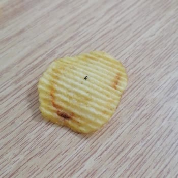 Aldığım Cips Paketinden Böcek Çıkması Nedeniyle Sağlık Ve Hijyen Endişesi