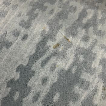 Mera Halı Yıkama Tesisi Halıların Lekesini Çıkarmadan Teslim Etti