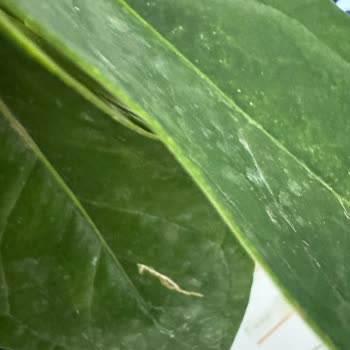 Sipariş Edilen Çiçek Görselden Farklı Ve Kötü Durumda Teslim Edildi, Sorun Çözülmedi