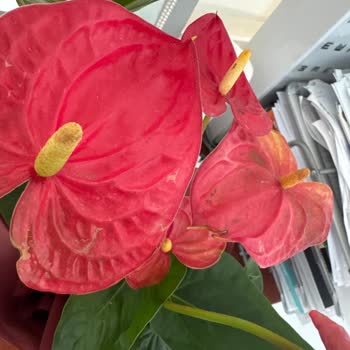 Sipariş Edilen Çiçek Görselden Farklı Ve Kötü Durumda Teslim Edildi, Sorun Çözülmedi