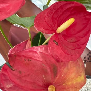 Sipariş Edilen Çiçek Görselden Farklı Ve Kötü Durumda Teslim Edildi, Sorun Çözülmedi