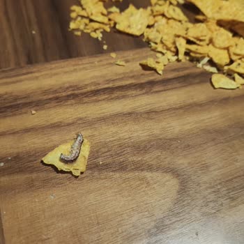 Aldığım Cipsin İçinden Kurt Çıktı Yetkililerden Açıklama Bekliyorum