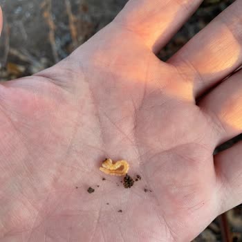 Koppert Soğuk Zincir İhlali Ve Etkisiz Ürün Nedeniyle Mağduriyet