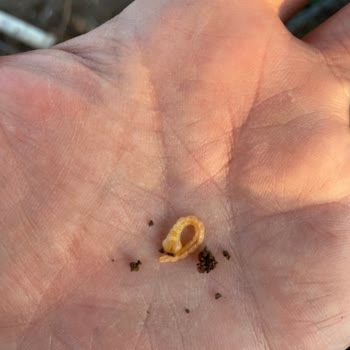 Koppert Soğuk Zincir İhlali Ve Etkisiz Ürün Nedeniyle Mağduriyet