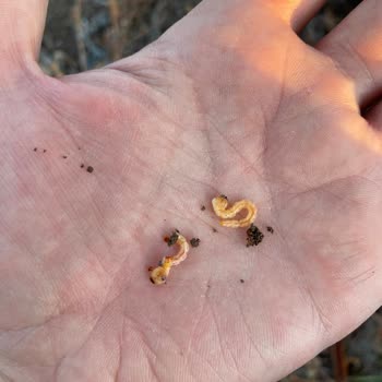 Koppert Soğuk Zincir İhlali Ve Etkisiz Ürün Nedeniyle Mağduriyet