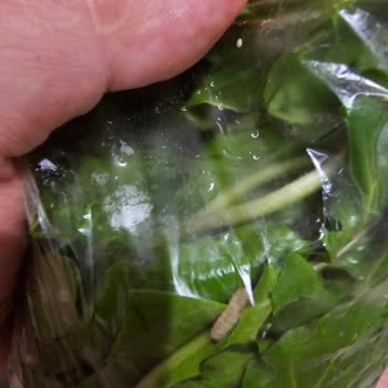 Siparişimde Hijyen Sorunu Ve Yetersiz Müşteri Desteği