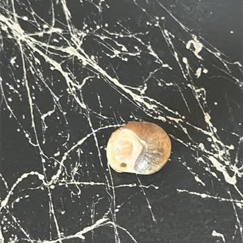 Aldığım Maydanozun İçinden Sümüklü Böcek Çıktı, Migros'tan Hayal Kırıklığı