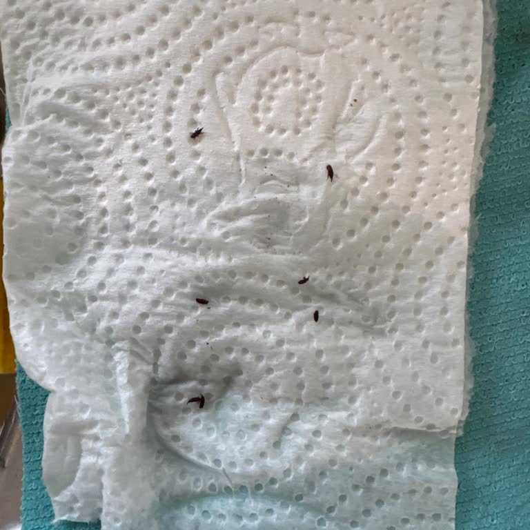 Aldığım Pirinç Paketinde Siyah Böceklerle Karşılaştım