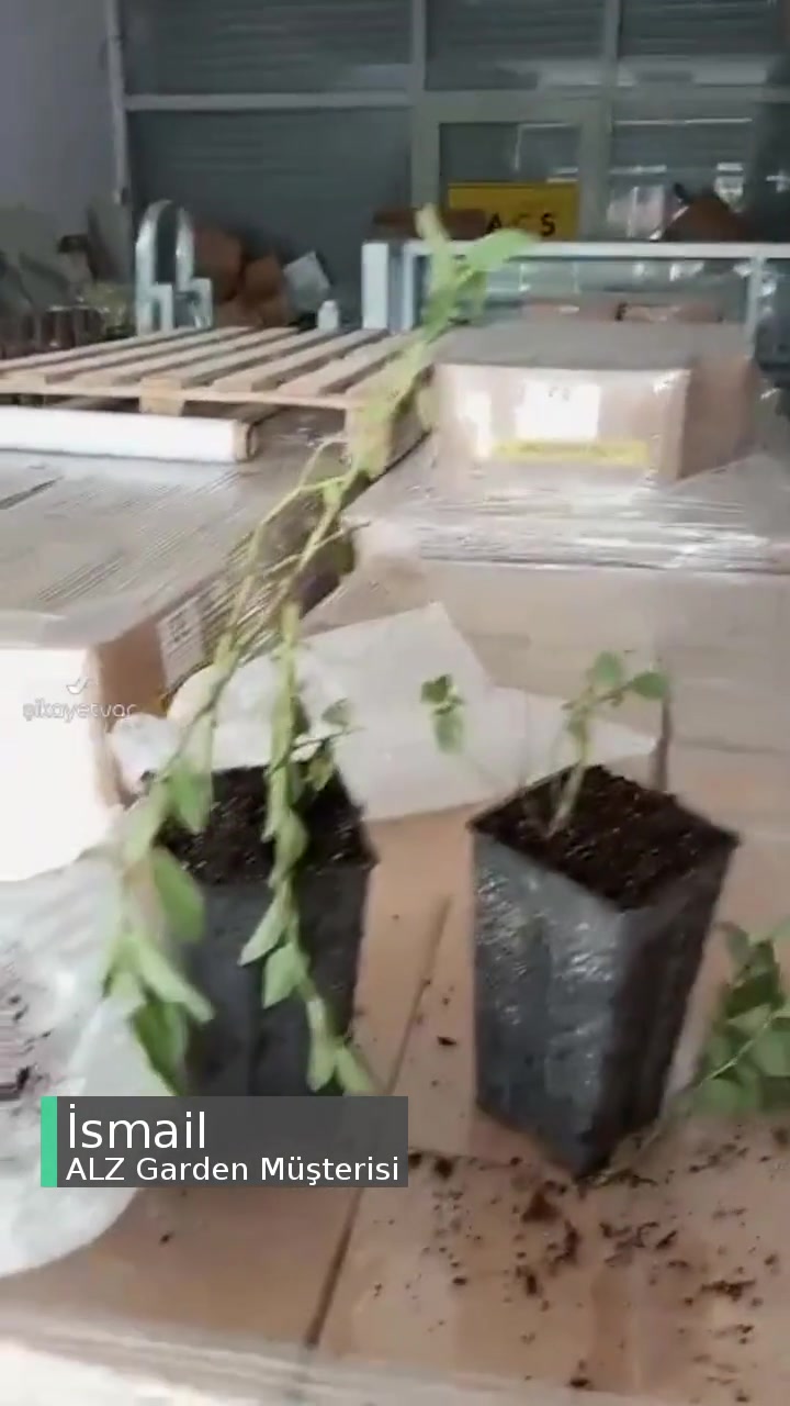 Alz Garden Kırık Gelen Çiçekler! videonun kapak resmi