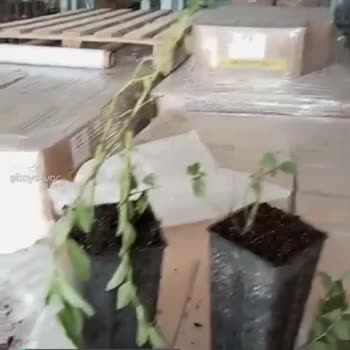 Alz Garden Kırık Gelen Çiçekler!