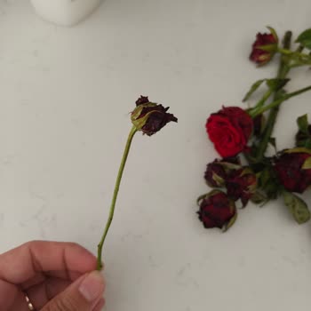 Online Çiçek Siparişi Sonrası Ürün ve Hizmet Memnuniyetsizliği