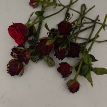 Online Çiçek Siparişi Sonrası Ürün ve Hizmet Memnuniyetsizliği