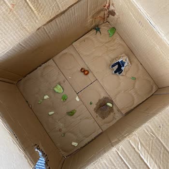 Kargomda Fare İzleri Ve Hasarlı Sebzeler: Hijyen Skandalı