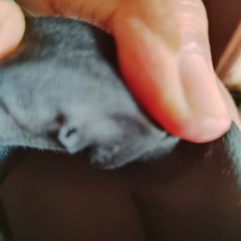 Kısa Sürede Deforme Olan Adidas Ayakkabı İçin FLO'dan Olumsuz Geri Dönüş Aldım