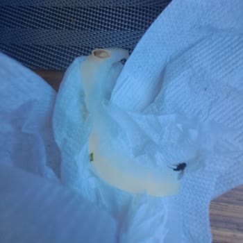 Hijyen Sorunları Ve Mağduriyet: Palmira Beach Otel Hayal Kırıklığı