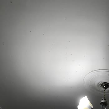 Mahallede Artan Sivrisinek Sorunu ve İlaçlama Talebi