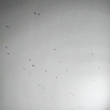 Mahallede Artan Sivrisinek Sorunu ve İlaçlama Talebi