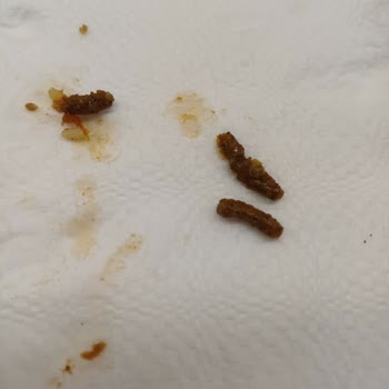 Carrefour SA’dan Aldığım Dana Kıymada Hayvan Mama Parçaları Çıktı, Hijyen Ve Güvenlik Endişesi Yaşadım