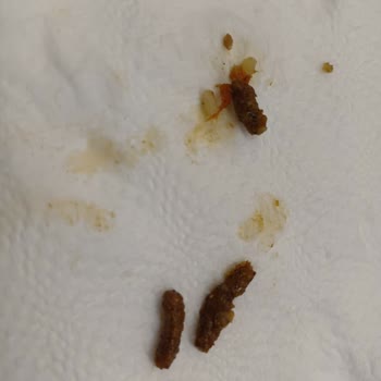 Carrefour SA’dan Aldığım Dana Kıymada Hayvan Mama Parçaları Çıktı, Hijyen Ve Güvenlik Endişesi Yaşadım