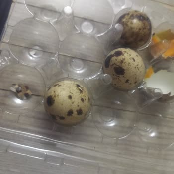 Aldığım Bıldırcın Yumurtaları Bozuk Çıktı, Firma Dönüş Yapmıyor