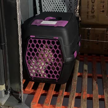 Otobüs Bagajında Hayvan Taşıma Skandalı: Can Güvenliği Tehlikede