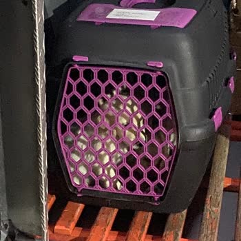 Otobüs Bagajında Hayvan Taşıma Skandalı: Can Güvenliği Tehlikede