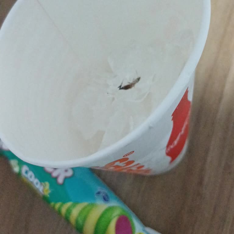 Dondurma Siparişimde Buzun İçinde Böcek Çıkması