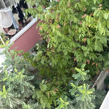 Çevre Ve Şehircilik Bakanlığı Şehir İçinde Tavuk Beslemesi Nedeniyle Çevre Kirliliği