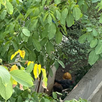 Çevre Ve Şehircilik Bakanlığı Şehir İçinde Tavuk Beslemesi Nedeniyle Çevre Kirliliği