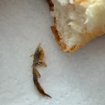 BİM Aldığım Sandviç Ekmeğinden Sinek ve Kuş Tüyü Çıkması Nedeniyle Yaşadığım Hijyen Sorunu