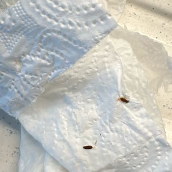 Böcekli Ürün Ve Yetersiz Müşteri Hizmetiyle Mağduriyet Yaşadım