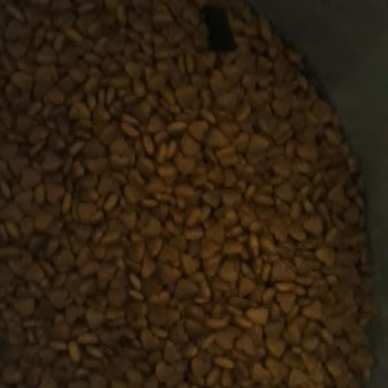 Kedi Mamasında Karafatma Böceğiyle Karşılaştım Hijyen Endişesi Yaşıyorum