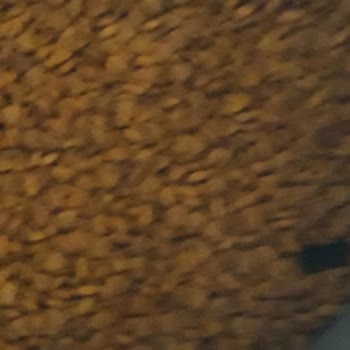 Kedi Mamasında Karafatma Böceğiyle Karşılaştım Hijyen Endişesi Yaşıyorum