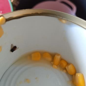 Son Kullanma Tarihi Geçmemiş Konserve Mısırdan Ölü Sinek Çıktı