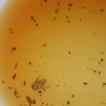 Çaykur Kamelya Çayında Böcek Çıkması Güvenimi Sarsıldı