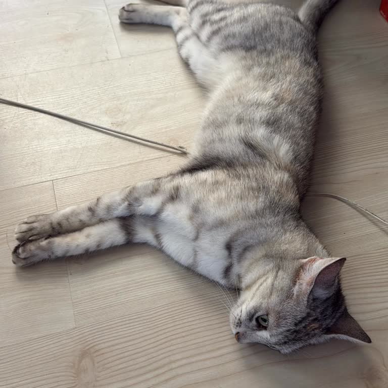 Barınakta Hijyen Eksikliği Ve Kedimin Kötü Durumu Karşısında Yaşadığım Mağduriyet