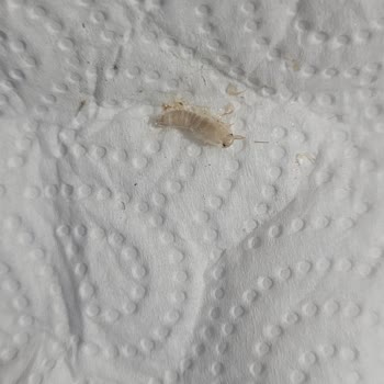 Aldığım Meyve Suyundan Böcek Çıktı Çocuğum Rahatsızlandı