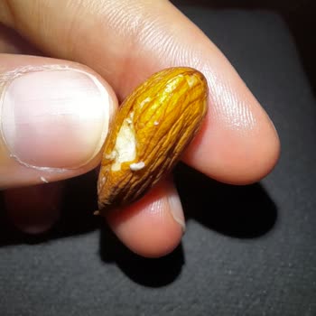 Aldığım Kuruyemişten Böcek Çıktı, İade Talep Ediyorum