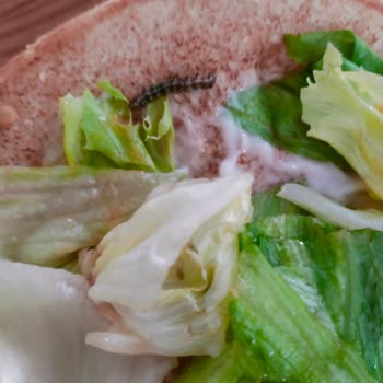 Siparişimden Tırtıl Çıktı, Ücret İadesi Ve Geri Dönüş Yapılmadı