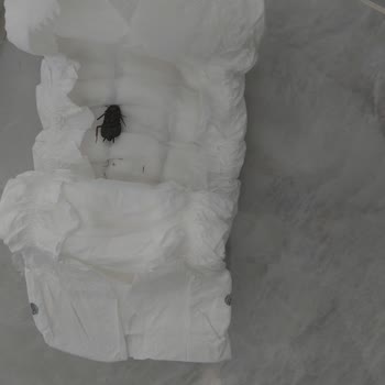 Bebek Bezinde Böcek Ölüsüyle Karşılaştım, Hijyen Ve Güvenlik Endişesi Yaşıyorum