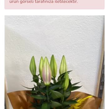 Onayım Olmadan Tomurcuk Lilyum Teslim Edildi, İade Ve Değişim Sağlanmadı