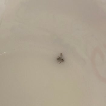 Kahve Otomatından Fazla Ücret Ve Böcekli Süt Şoku