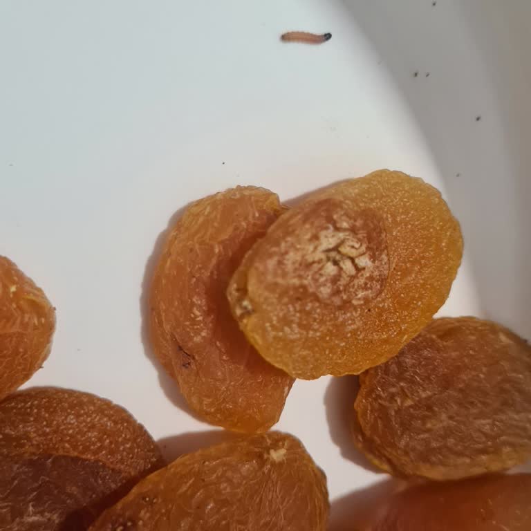 A101'den Aldığım Kuru Kayısıda Kurt Çıktı