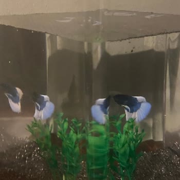 Beta Balığı İçin Uygun Olmayan Fanus Ve İade Reddi Mağduriyeti