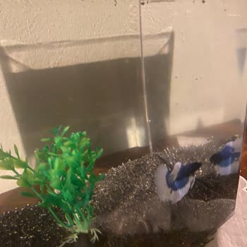 Beta Balığı İçin Uygun Olmayan Fanus Ve İade Reddi Mağduriyeti