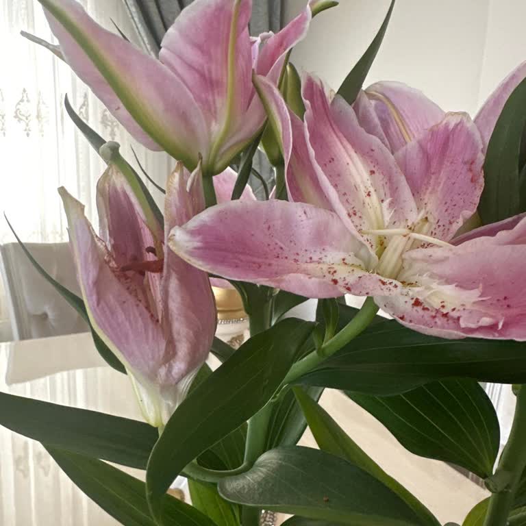 Erken Ve Solmuş Çiçek Teslimatı, Müşteri Hizmetlerine Ulaşılamıyor