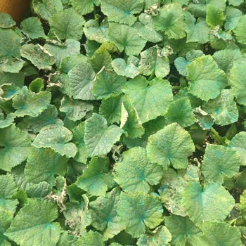 İbni Sina Fide Ömeroğulları 2700 Fidenin Yaprakları Yanmış ve Kökleri Kötü Halde Geldi